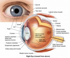 Transparent layer which refracts light at front of eye through the aqueous humor