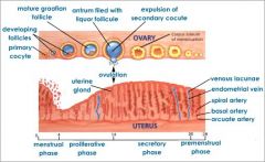 Series of hormonally induced events preparing female for pregnancy. Described by changes with respect to ovaries (ovarian cycle) or endometrial lining (uterine cycle). Bleeding marks first 1st day (flow).