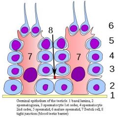 (1) Spermatogonia or spermatogonium
(2) 1° Spermatocyte
(3) Spermatids
(4) Spermatozoa or spermatozoon