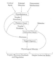 (1) Simple Endocrine Reflex: physiological endpoint shutting off signal at endocrine gland
(2) Tropic Hormone feedback regulation: regulating release from higher organs (hypothalamus, pituitary)