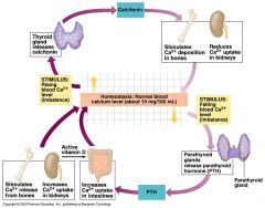 Pep. hormone produced in parafollicular cells of thyroid
-Reduces blood Ca++ levels by:
   -Increasing Ca++ deposition in bones
   -Decreasing kidney Ca++ resorption