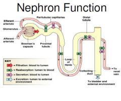Nephron
-more than a million units/kidney