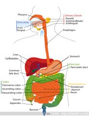Mouth→pharynx→esophagus→stomach→small intestine (duodenum, jejunum, ileum)→large intestine→colon (ascending, transverse, descending, sigmoid)→rectum→anus