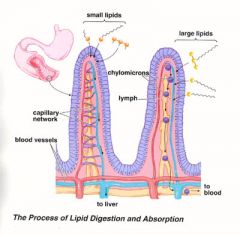 -villi ↑ SA of intestinal wall allowing for greater digestion and absorption

-each contains microvilli, enterocytes (apical side), capillary network and a lacteal (lymph vessel)