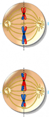 Chromosomes move toward the poles
Sister chromatids remain attached at the centromere and move toward the same pole
Homologous chromosomes move toward opposite poles