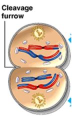 Chromosomes are positioned on the metaphase plate
The kinetochores of sister chromatids are attached to microtubules extending from opposite poles