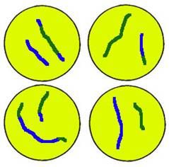 nuclear envelope forms; Cytokinesis occurs resulting in four genetically different gametes