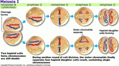 sister "recombinant" chrimatids are seperated into four gamete cells; follows stages similar to mitosis.