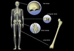 1.  Flat - thin, flat, and often curved. Examples include the ribs, breastbone, and skull.
2.  Long - longer than they are wide. ie.  humerus & bones found in the arms and legs.
3.  Short - shaped like cubes with vertical and horizontal dimensions appro