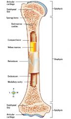 1.  Diaphyis
2.  Medullary cavity
3.  Epiphyses
4.  Articular cartilage
6.  Peristeum
6.  Endosteum