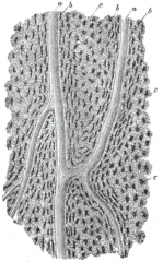 a small space containing an osteocyte in bone or chondrocyte in cartilage