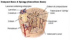 *  microscopic canals or passageways between the various lacunae of ossified bone.
*  contains cytoplasmic extensions of the osteocyte that connect the lacumae with one another and with the central canal in each osteon.