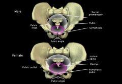 1.  Men -  perform lifting and weight bearing
  a.  funnel-shaped pelvis
  b.  larger skeleton overall
  c.  narrow pubic angle
  d.  narrow pelvic outlet
2.  Women -  accommodate childbearing
  a.  basin-shaped pelvis
  b.  wide pelvic outlet
  c
