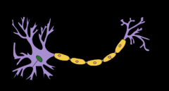 *  form the substance Myelin
*  wraps around some axons outside the central nervous system.
*  forms the myelin sheath surrounding the axon of myelinated nerve fibers
two types:
1.  Myelinating Schwann cells wrap around axons of motor and sensory neur
