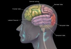 functions:  Sensory perception, emotions, willed movements, consciousness, and memory
*  the largest part of the brain
*  has superficial ridges called convolutions or gyri and grooves known as sulci
*  The deepest sulci are called fissures
*  the lon