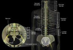 *  a continuation of the brainstem
*  fragile and vulnerable and must be protected to avoid injury that may be permanent or life-threatening.

The spinal cord:
*  Is approximately 17 to 18 inches long.
*  Lies inside the spinal column in the spinal c