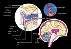 *  fluid-containing membranes that surround the brain and spinal cord and offer protection to them.

Three types:
1.  Dura mater
2.  Arachnoid
3.  Pia mater