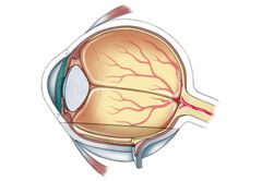 *  eye is shaped like a sphere and is approximately one inch in diameter.
*  The tough, white outer layer of the eyeball is the sclera.
*  The middle layer is a soft, blood-rich, nourishing layer, known as the choroid. (Two involuntary muscles make up t
