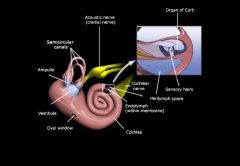 *  Mechanoreceptors for balance are located within the vestibule and semicircular canals of the inner ear. 
*  Each canal is surrounded by perilymph and contains endolymph
*  The receptors are called cristae ampullaris, and they generate nerve impulses 