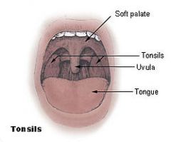 *  occasionally called the faucial tonsils
*  are the tonsils that can be seen on the left and right sides at the back of the throat.