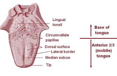 *   rounded masses of lymphatic tissue that cover the posterior region of the tongue.
*  Their lymphatic tissue are dense and nodular, their surface is covered with stratified squamous epithelium which invaginates as a single crypt into each lingual tons