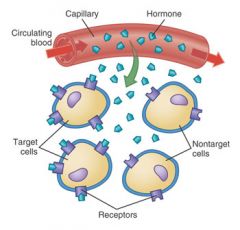 *  main regulators of metabolism, growth and development, reproduction, and many other body activities
*  are secreted in small amounts, as they are very powerful
*  are released by secretory cells into the extracellular space and enter the bloodstream 