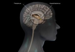 *  located below the thalamus
*  consists of several structures that lie beneath the thalamus and forms the floor of the third cerebral ventricle and the lower part of its lateral walls.
*  produces the hormones oxytocin (OT), antidiuretic hormone (ADH)