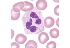 *  circulate through the blood to assist the immune system
*  phagocytic cells in the immune system
*  small leukocytes with fine granules—are often the first cells to leave the blood and travel to the site of infection. 
*  They increase in number sig