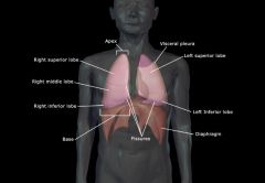 *   the main structures of the respiratory system; fairly large organs.
*  Together, this pair of highly elastic organs provides an enormous surface area for gas exchange.
*  They lie within the chest, or thorax, and extend from the collarbone to the di
