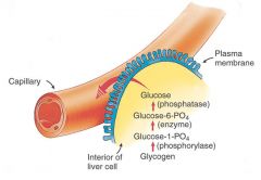 *  series of reactions that join glucose molecules together to form glycogen
*  glucose anabolism
*  is part of a homeostatic mechanism that operates when the blood glucose level increases above normal.
*  This normally occurs after a meal when glucose