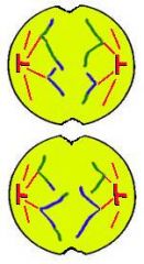 Nuclear envelope forms
Cytokinesis occurs resulting in four genetically different gametes
