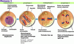 Meiosis I Overview