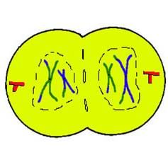Telophase and Cytokineses 1: