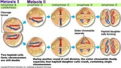 Sister “recombinant” chromatids are separated into four gamete cells

Follows stages similar to Mitosis