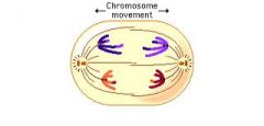 Homologous chromosomes separate and move away from each other to opposite poles of the cell
Each is genetically different from the original cell due to crossing-over