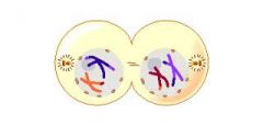 Nuclear envelope forms
Cytokinesis occurs resulting in two daughter cells
Daughter cells are NOT identical due to crossing-over in prophase I.