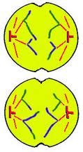 Sister chromatids separate and move away from each other to opposite poles of the cell