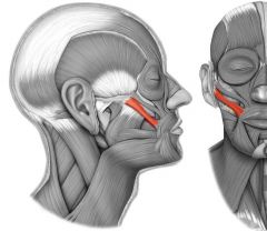 elevates corner of mouth; "smiling" muscle