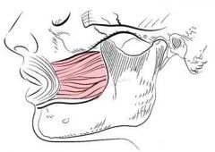 compresses cheek as in blowing sucking whistling; holds food between teeth during chewing