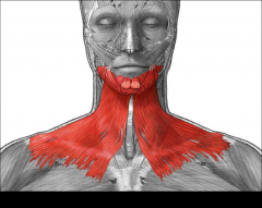 Draws down the lower lip and angles of the mouth; tenses skin of the neck; helps depress mandible