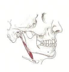 Elevates and retracts hyoid bone"swallow"