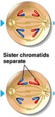 Centro-meres divide. Chromatids move to opposite poles of the cell.