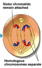 Anaphase 2- centromeres divide chromatids move to opposite poles of the cell