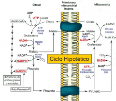 1-Nivel Alto de AcCoA (beta-oxidación o ayuno (glucagón)): se activaría la ruta de la piruvato carboxilasa produciendo OAA que saldría de la mitocondria para hacer la gluconeogénesis.La piruvato deshidrogenasa está inhibida y el piruvato no ...