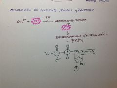 En el caso del azufre presente en el sulfato del suelo, las bacterias lo hacen reaccionar con ATP, liberan pirofosfato y se obtiene un compuesto que se llama adenosina 5-fosfato. Ese compuesto reacciona otra vez con ATP (una segunda vez) y genera ...