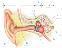 1. Outer ear
2. Middle ear
3. Inner ear
4. Oval window
5. CN VIII
6. Cochlea
7. Tympanic membrane
8. Auditory canal (or external acoustic meatus)
9. Pinna
10. Ossicles