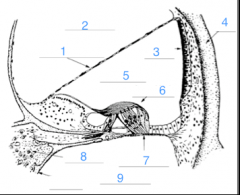 1. Reissner's membrane
2. Scala Vestibuli
3. Stria vascularis
4. Bone
5. Scala Media
6. Organ of Corti
7. Basilar membrane
8. Spiral ganglion
9. Scala Tympani