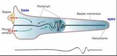 A single place on the basilar membrane is displaced maximally by a specific frequency.