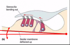Hair cells are embedded in the basal membrane, but their cilia are stuck to the tectorial membrane. When a sound wave causes the basement membrane to vibrate, it shifts in relation to the tectorial membrane, thus bending the cilia.