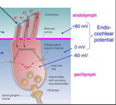 Endolymph surrounds the cilia, while the rest of the hair cell is sitting in perilymph. Since the endolymph is so positive with respect to perilymph, there is a force driving potassium ions INTO the hair cell when ion channels open in the cilia.